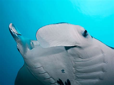 Photographing Giant Manta Rays in Yap – Ikelite