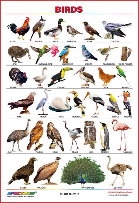 Top 143 + Aerial animals chart with names - Inoticia.net