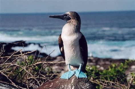 Birds | Animals