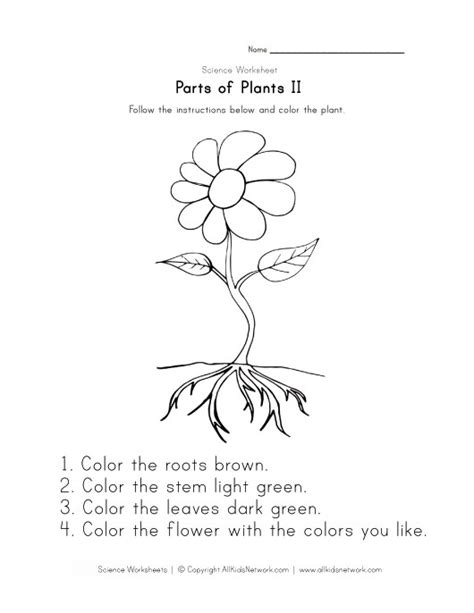 Parts of a Plant Worksheet