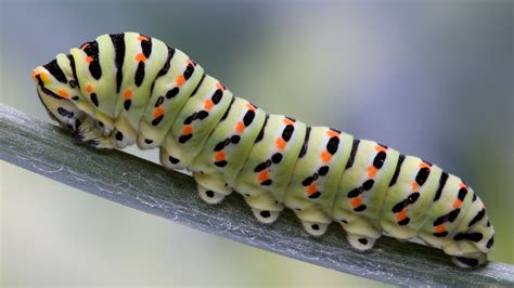 Caterpillars evolved their weird chubby little 'prolegs' from ancient ...