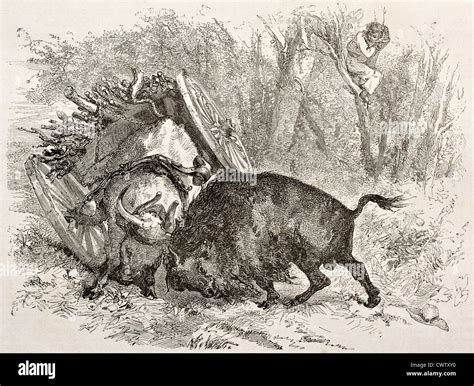 Bull fighting history hi-res stock photography and images - Alamy