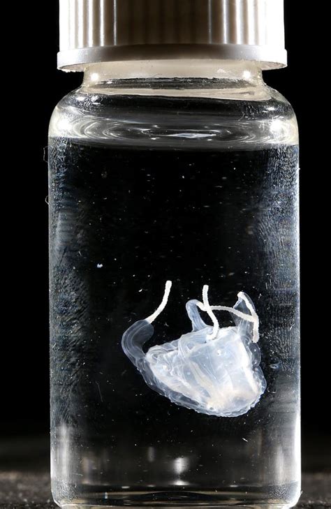 Deadly Irukandji jellyfish headed for Gold Coast - First Aid Course