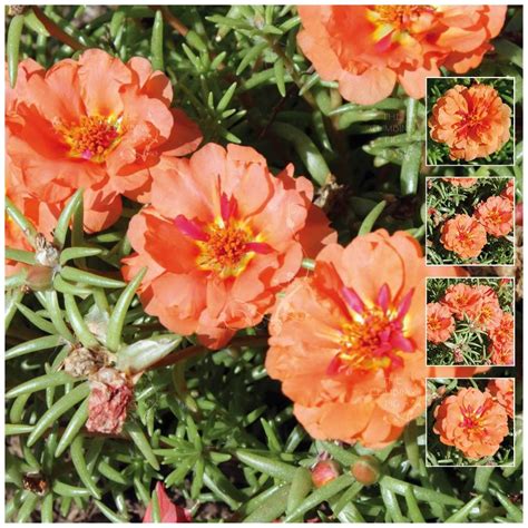 PORTULACA Endless Summer ORANGE x25 Seeds. Hardy ground cover | eBay