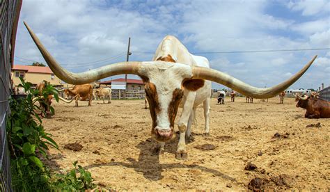 Long-Horned Cattle Breeds - Farmhouse Guide