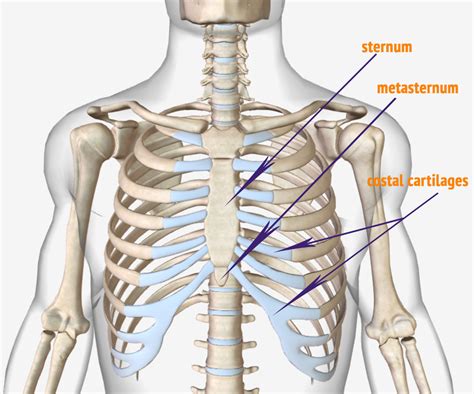 Rib Labeled Diagram