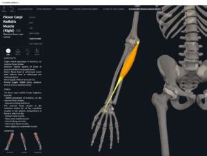 Muscles: Flexor Carpi Radialis. – Anatomy & Physiology