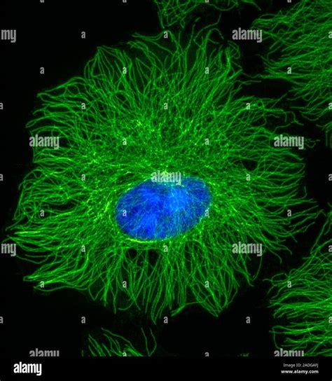 Cell microtubules. Fluorescent light micrograph of a culture cell ...