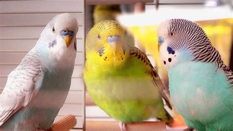 Parakeet Sounds | Budgies singing - YouTube