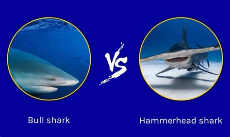 Bull Shark vs Hammerhead Shark: Key Differences - A-Z Animals