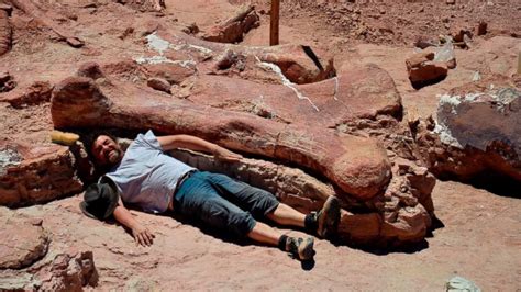 Researchers Discover Fossils of Largest Dino Believed to Ever Walk the Earth - ABC News