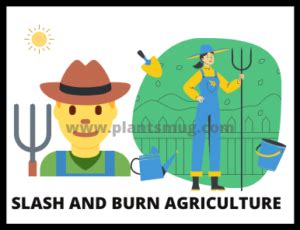 Slash And Burn Agriculture Complete Guide - Plantsmug