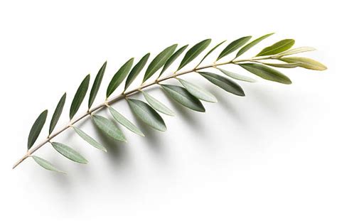 Olive Branch Stock Photos, Pictures & Royalty-Free Images - iStock