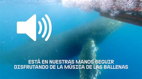 ¿Qué sonido hace la ballena azul? | Actualizado junio 2024