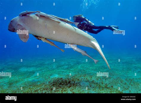 Diver and dugong, Abu Dabab, Marsa Alam, Egypt, Africa, Red Sea / (Dugong dugong Stock Photo - Alamy