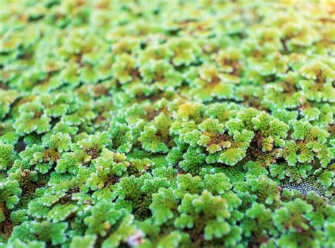 Premium Photo | Green floating Azolla Pinnata or Azolla microphylla at organic farm Azolla ...