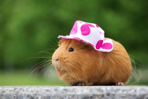 The World Needs More Guinea Pigs in Tiny Hats