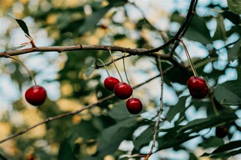 Red Berries · Free Stock Photo