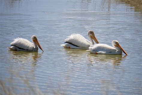 Discovering the Klamath Basin National Wildlife Refuges - Erika's Travels