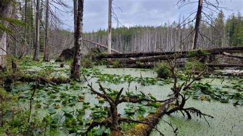 West Coast Trail Photo | 2022 Hiking Photo Contest | Vancouver Trails