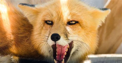 Fox Predators: What Eats Foxes? - A-Z Animals