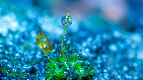 Focus Photography Of Green Leaf Grass With Water Drop In Blue Background 4K HD Nature Wallpapers ...