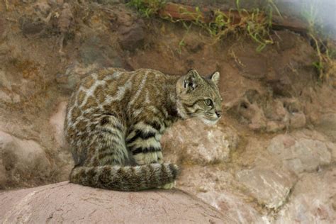 Andean Mountain Cat - Interesting Facts, Conservation - BigCatsWildCats