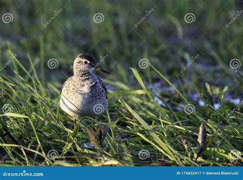 Single Wood Sandpiper Bird on Grassy Wetlands during a Spring Nesting ...