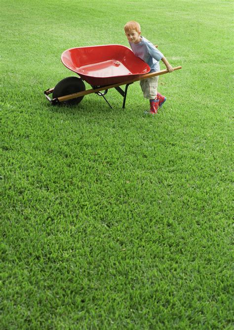 Boy pushing wheelbarrow across grass - Stock Photo - Dissolve