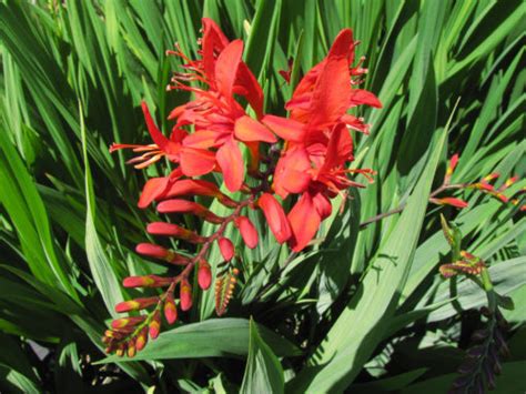 Lucifer Crocosmia - Plants4Home