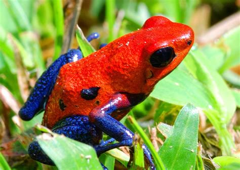 Strawberry Poison Dart Frog ~ Amphibians World