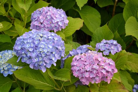 Free photo: Bigleaf hydrangea - Acidic, Hortensia, Sterile - Free Download - Jooinn