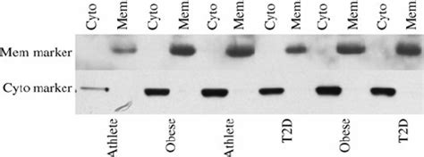 Western blot showing enrichment of membrane and cytosolic proteins in... | Download Scientific ...