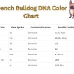French Bulldog DNA Color Chart | Unlocking the Mysteries
