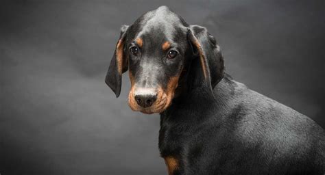 Doberman Pinscher Temperament - Is This Dog Right For Your Family?