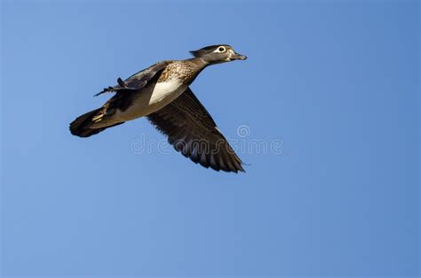 Female Wood Duck Flying in a Blue Sky Stock Image - Image of crested ...