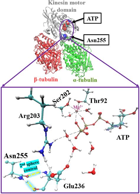 Road-blocker HSP disease mutation disrupts pre-organization for ATP ...