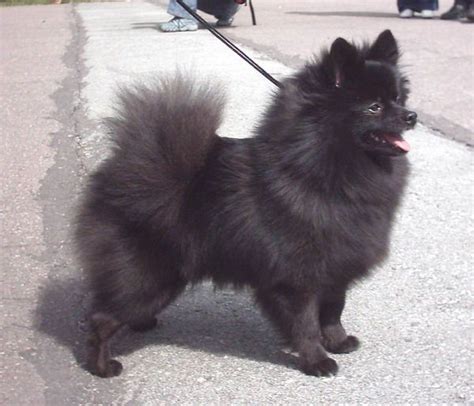 German Spitz Info, Temperament, Puppies, Life Span, Pictures