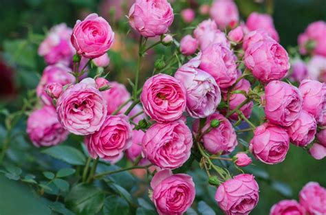 Growing Miniature Roses – All You Need To Know - Alovegarden.com