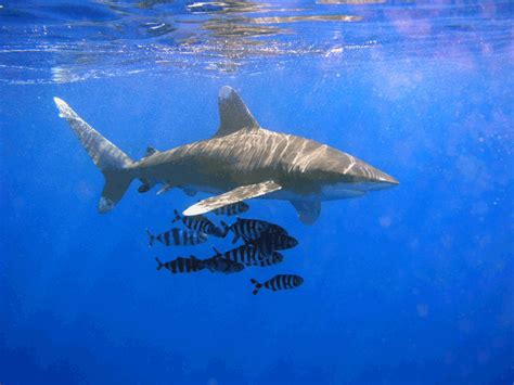 Oceanic Whitetip Shark