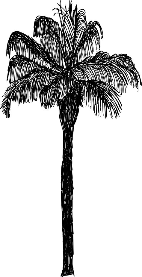 Palm Tree Silhouette Drawing