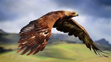 hawks, Animals, Birds, Flying, Eagle Wallpapers HD / Desktop and Mobile Backgrounds