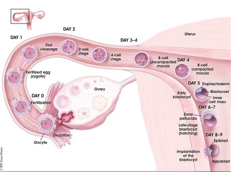 How long after Ovulation does Implantation occur? - Ovulation Calculator