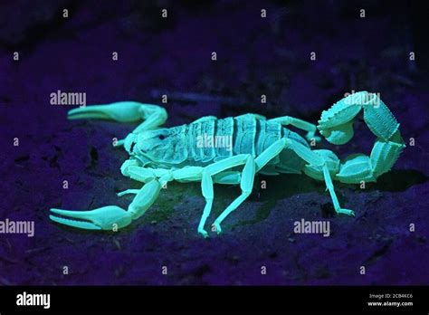 Scorpion shown in UV light Stock Photo - Alamy
