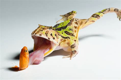 Horned Frog Caresheet - Reptile Cymru