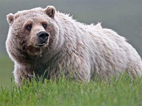 The Last Mexican Grizzly Bear – Mexico Unexplained