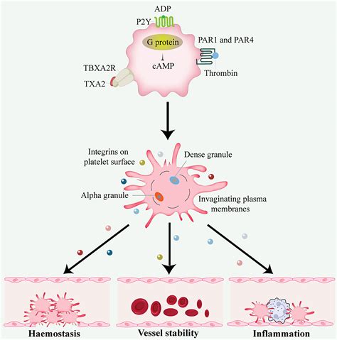 Platelets Function