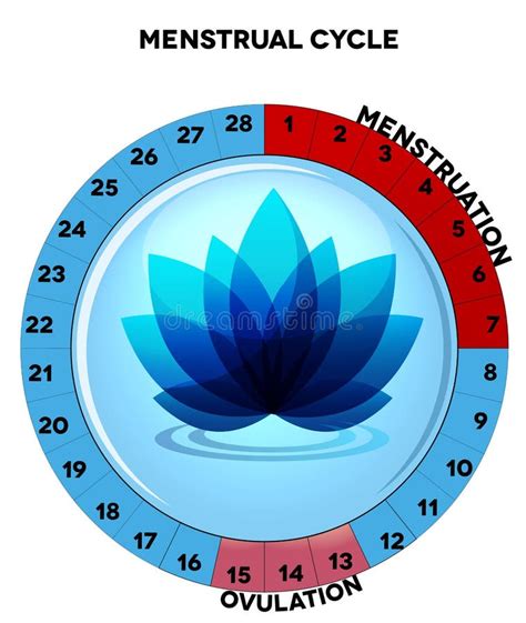 Diagramme Bleu De Cycle Menstruel Avec La Fleur Illustration de Vecteur - Illustration du ...