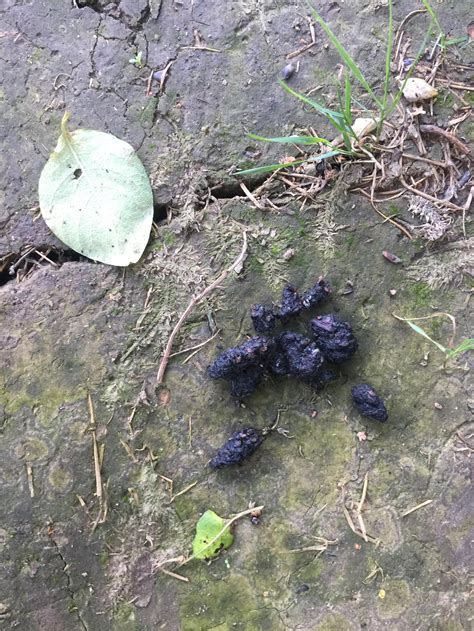 More hedgehog poo? — BBC Gardeners' World Magazine