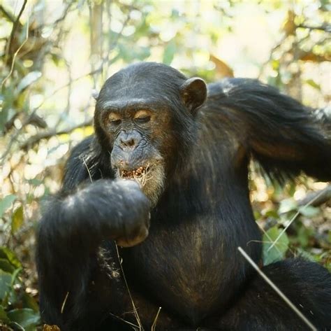 Chimpanzee Freud alpha male 23 years old (Photos Framed, Prints ...